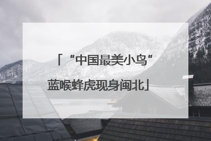 “中国最美小鸟”蓝喉蜂虎现身闽北