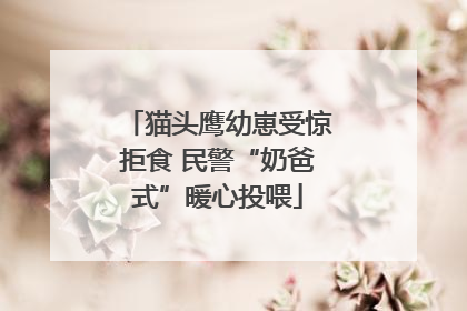 猫头鹰幼崽受惊拒食 民警“奶爸式”暖心投喂