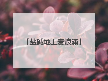 盐碱地上麦浪涌