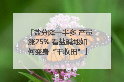 盐分降一半多 产量涨25% 看盐碱地如何变身“丰收田”