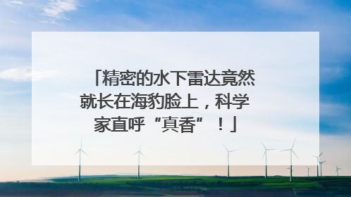 精密的水下雷达竟然就长在海豹脸上，科学家直呼“真香”！