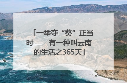 一举夺“葵”正当时——有一种叫云南的生活之365天