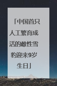 中国首只人工繁育成活的雌性雪豹迎来9岁生日
