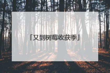 又到树莓收获季