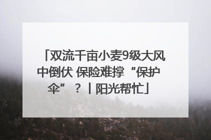 双流千亩小麦9级大风中倒伏 保险难撑“保护伞”？丨阳光帮忙