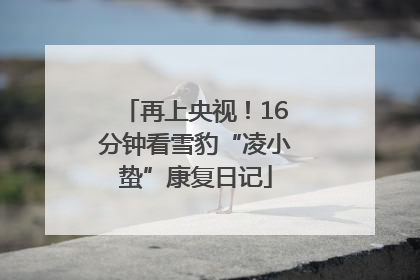 再上央视！16分钟看雪豹“凌小蛰”康复日记