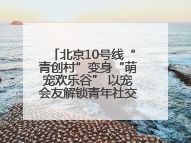 北京10号线“青创村”变身“萌宠欢乐谷” 以宠会友解锁青年社交新范式