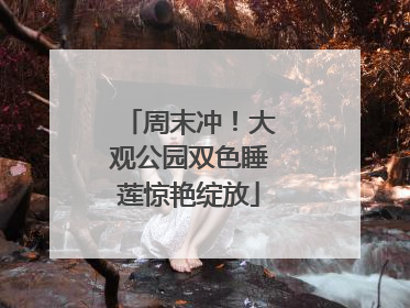周末冲！大观公园双色睡莲惊艳绽放
