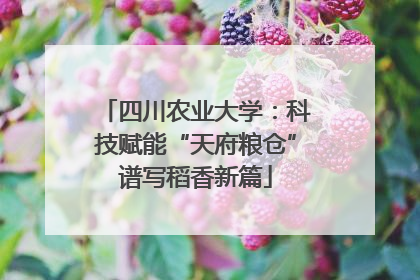 四川农业大学：科技赋能“天府粮仓”谱写稻香新篇