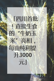 四川首批！直接生食的“牛奶玉米”亮相，每亩纯利提升3000元