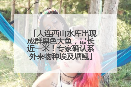 大连西山水库出现成群黑色大鱼，最长近一米！专家确认系外来物种埃及塘鲺