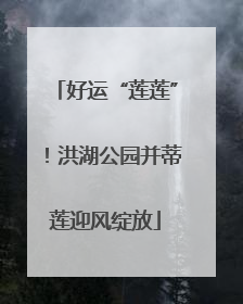 好运“莲莲”！洪湖公园并蒂莲迎风绽放