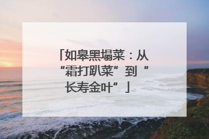 如皋黑塌菜：从“霜打趴菜”到“长寿金叶”