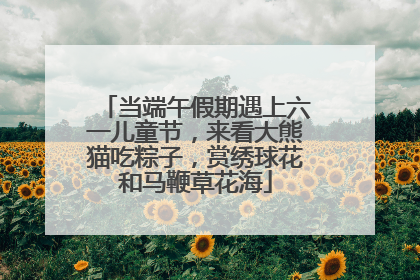 当端午假期遇上六一儿童节，来看大熊猫吃粽子，赏绣球花和马鞭草花海