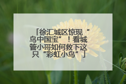 徐汇城区惊现“鸟中国宝”！看城管小哥如何救下这只“彩虹小鸟”