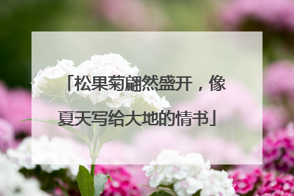 松果菊翩然盛开，像夏天写给大地的情书