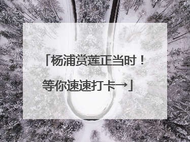杨浦赏莲正当时！等你速速打卡→