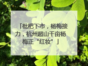 枇杷下市，杨梅接力，杭州超山千亩杨梅正“红妆”