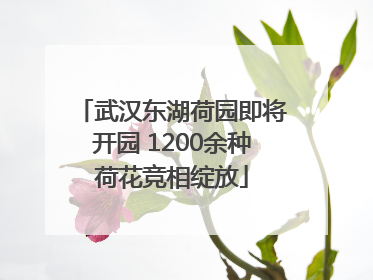武汉东湖荷园即将开园 1200余种荷花竞相绽放