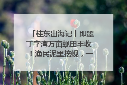 桂东出海记丨即墨丁字湾万亩蚬田丰收！渔民泥里挖蚬，一天上岸过千斤
