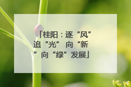 桂阳：逐“风”追“光” 向“新”向“绿”发展