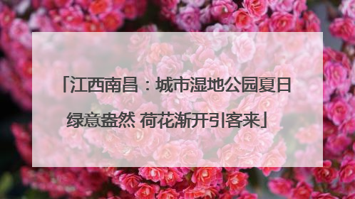 江西南昌：城市湿地公园夏日绿意盎然 荷花渐开引客来