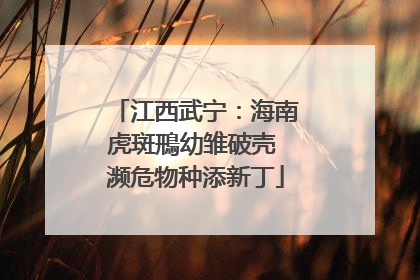 江西武宁：海南虎斑鳽幼雏破壳 濒危物种添新丁