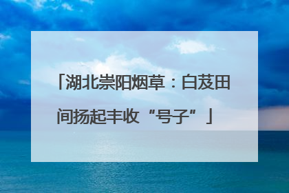 湖北崇阳烟草：白芨田间扬起丰收“号子”