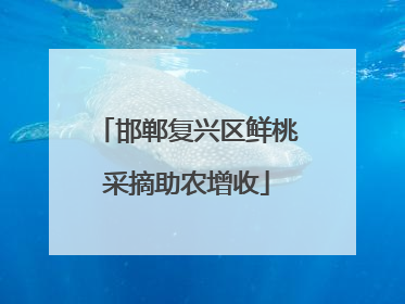 邯郸复兴区鲜桃采摘助农增收