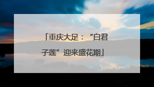 重庆大足：“白君子莲”迎来盛花期