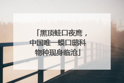 黑顶蛙口夜鹰，中国唯一蟆口鸱科物种现身临沧