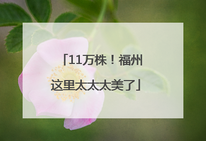 11万株！福州这里太太太美了